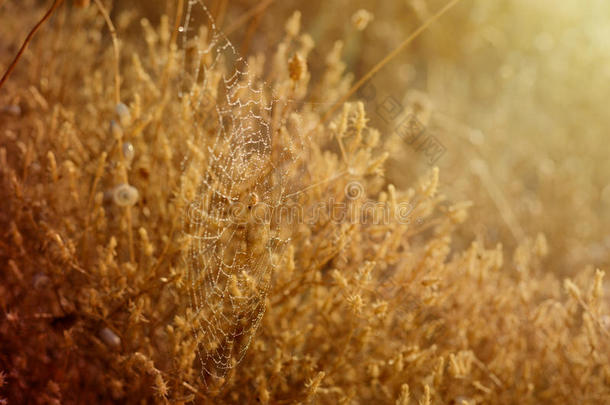 <strong>金色</strong>的秋天背景。 蜘蛛网和蜗牛在<strong>清晨</strong>的阳光下滴下露水。
