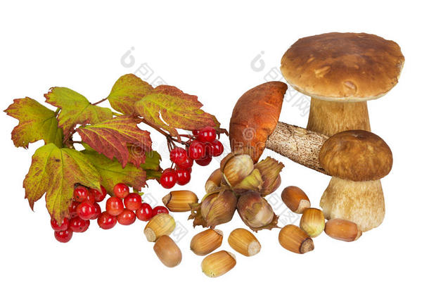 秋天森林的礼物：蘑菇，坚果，浆果