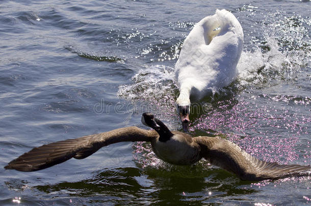一只愤怒的天鹅攻击一只加拿大鹅的惊人画面