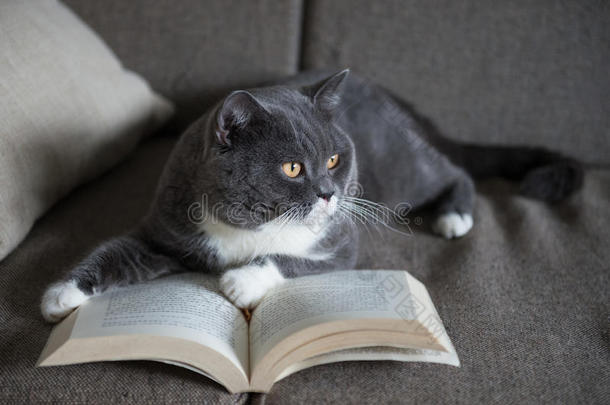 动物室内书房书猫可爱的