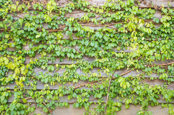 绿色常春藤叶子在木墙背景纹理上