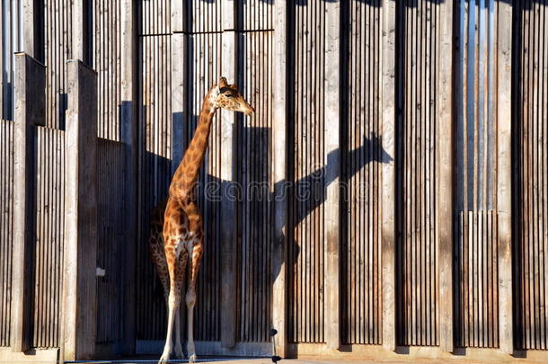 长颈鹿在拉蒂-德奥（动物园）。 里昂，法国。