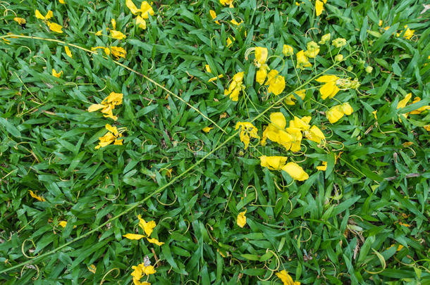 草地上金黄的花