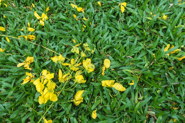 草地上金黄的花