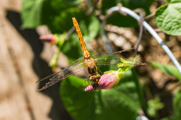 一只美丽的蜻蜓，它的眼睛可见光感受器。