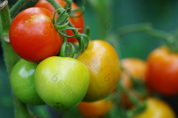 花园里种的西红柿