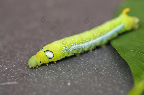 绿色的蠕虫，蠕虫在绿叶上的毛毛虫。