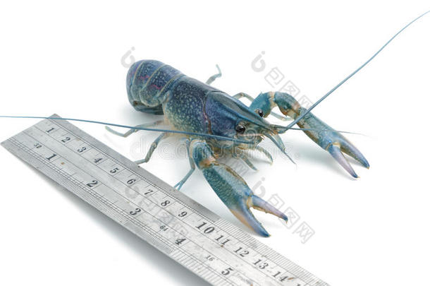 有测量尺的小龙虾