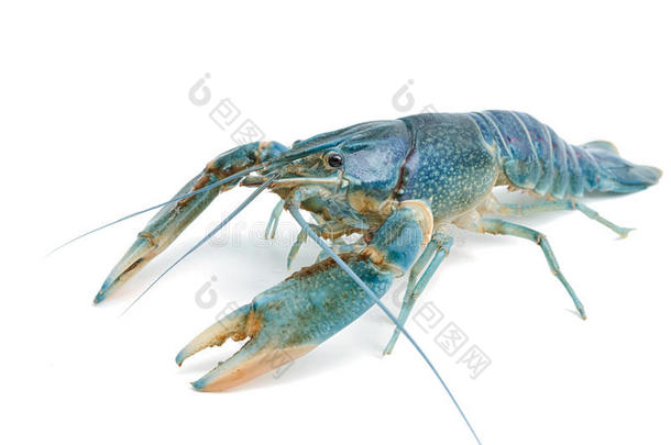蓝色小龙虾-淡水龙虾