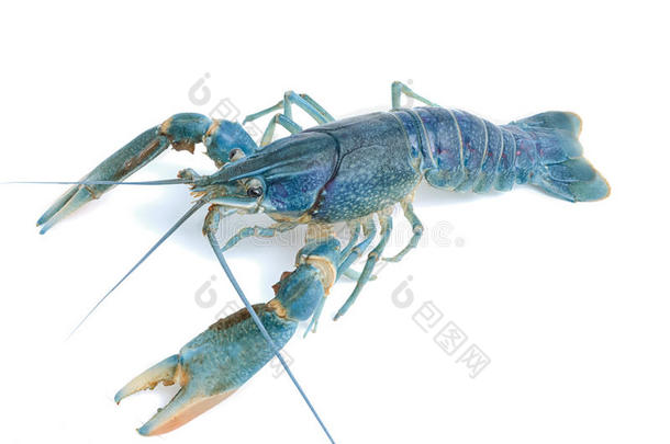 蓝色小龙虾-淡水龙虾