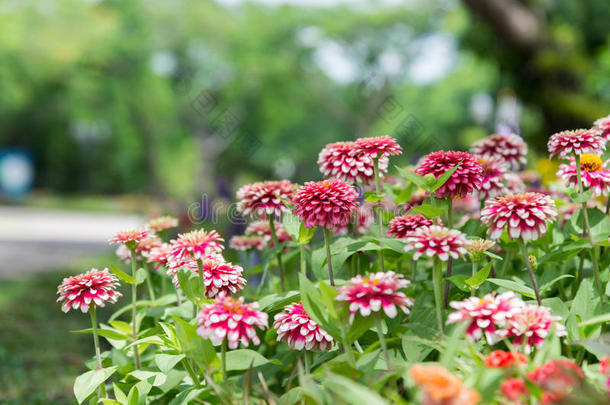 关闭粉红色和白色菊花或树状花序