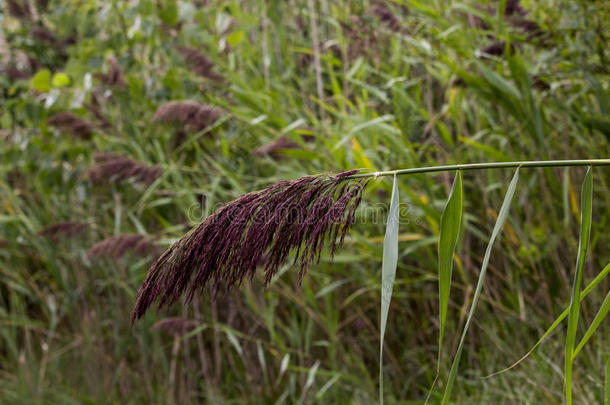 小麦植株