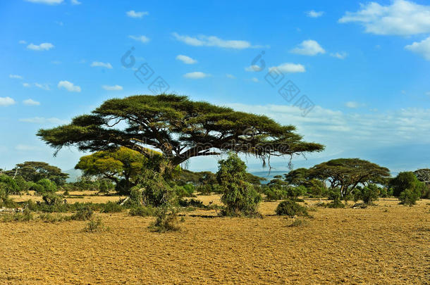 大草原上的非洲树