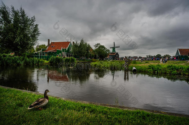 荷兰的鸭子在暴风雨中