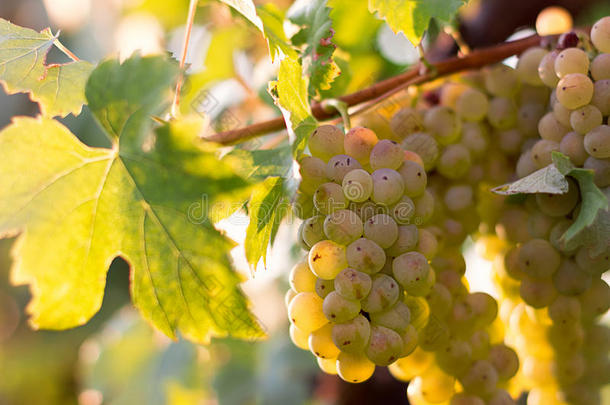 葡萄园里生长的一串绿色葡萄酒葡萄。 近距离观看新鲜的绿色葡萄酒葡萄。 一束绿色的葡萄酒葡萄挂在上面