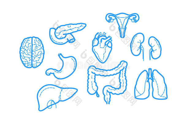 关于人体解剖的干净而锐利的<strong>轮廓图</strong>标