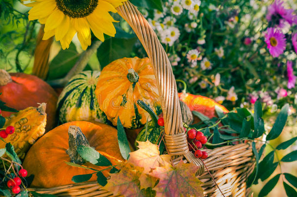 秋天的篮子秋收花园南瓜果实五颜六色的花