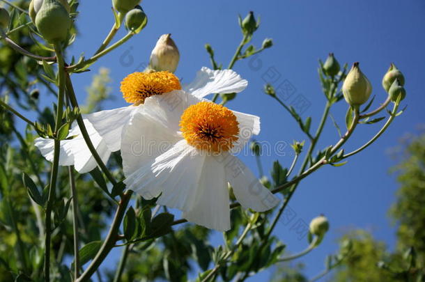 精致的白色观赏花，白<strong>角花</strong>。