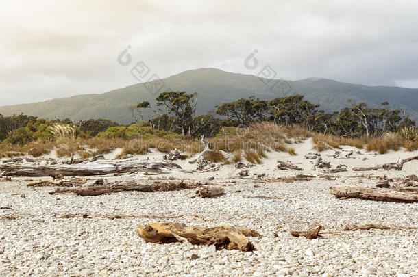 死树被带到新西兰陶帕里卡海洋保护区上岸