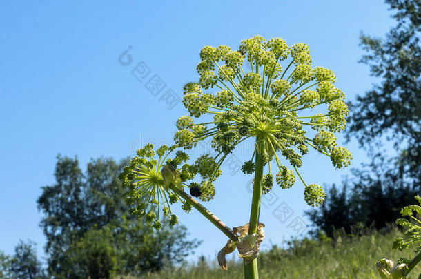 当归野生芹菜植物