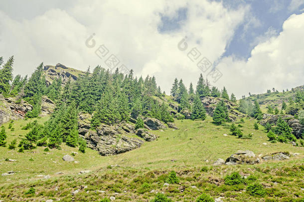 喀尔巴阡山，法加拉斯山与绿色森林松树和