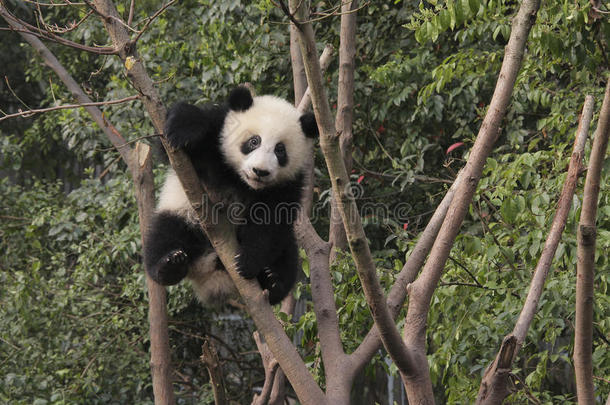 大熊猫幼崽在树上玩耍