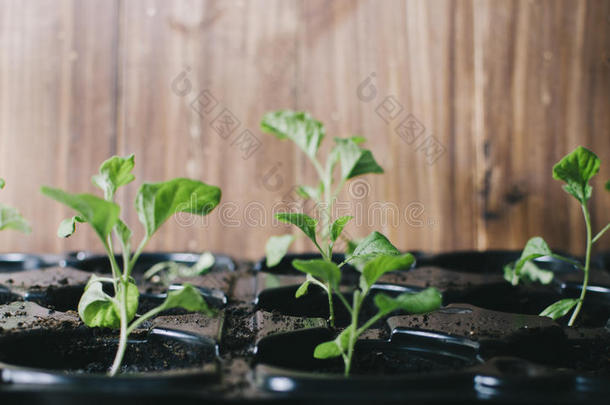 房间里有绿色植物