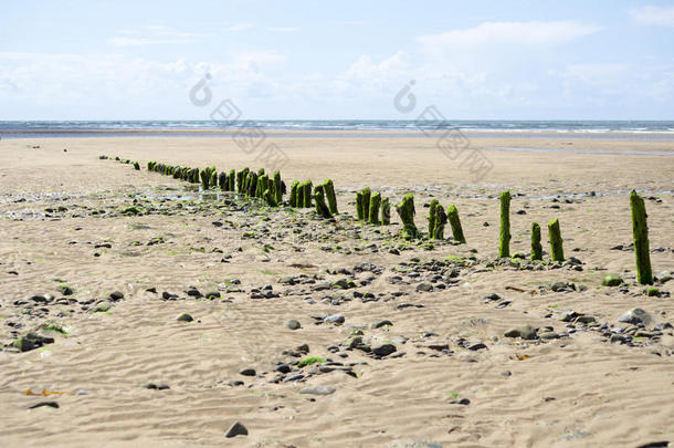藻类大西<strong>洋球</strong>形接头障碍海滩