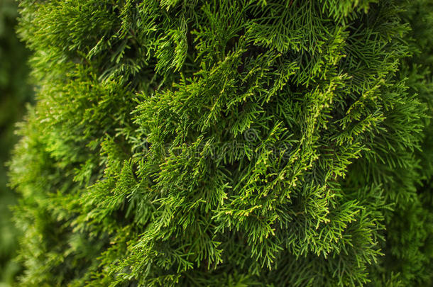 背景针叶的花园绿色绿墙