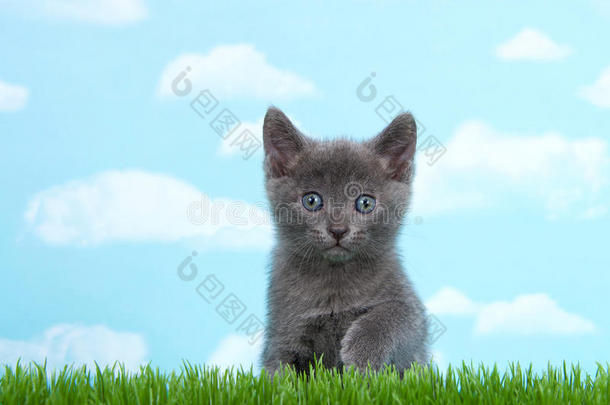 灰色小猫蓝色灰色的眼睛在绿色的草地天空背景
