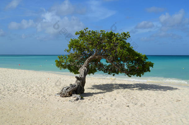 美丽的<strong>迪维迪维</strong>树在鹰滩