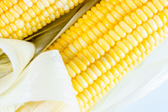 白玉米图片