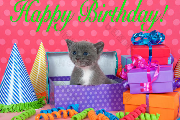 灰色和白色小猫在生日盒子里有礼物和派对哈