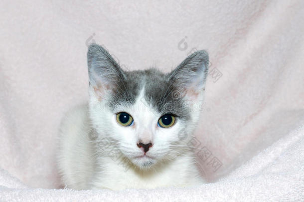 灰色和白色的塔比小猫在浅粉色的毯子上