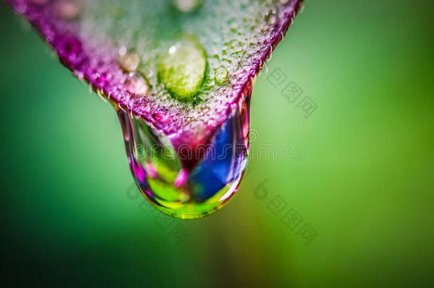 露水滴落下只是雨