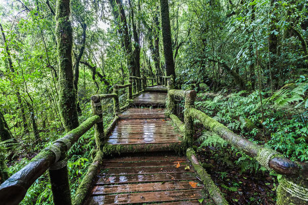 美丽的雨林在昂卡自然小径在多伊伊伊塔农国家公园，泰国