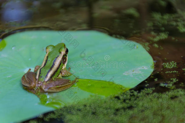 荷叶上的青蛙(绿色青蛙