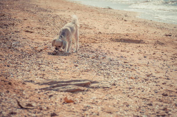 狗在海滩旅行很可爱，米色