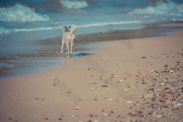 狗在海滩旅行很可爱，米色
