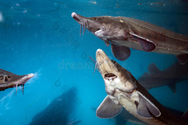 动物水族馆美女黑色蓝色