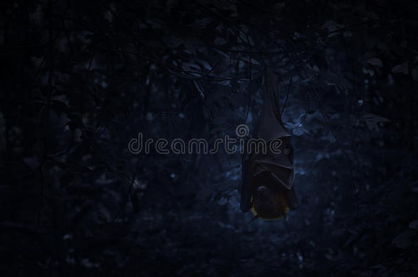 蝙蝠睡觉，挂在黑暗的森林里的树上，恐怖的背景，哈