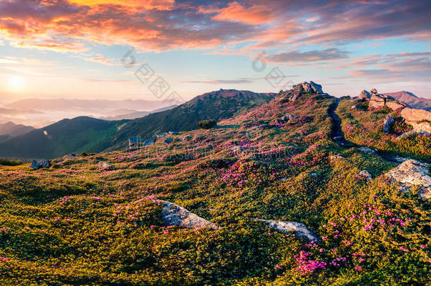 喀尔巴阡山五彩缤纷的夏季日出。