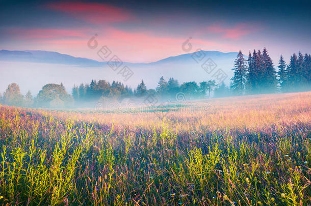 雾蒙蒙的山村里五彩缤纷的夏日景象。