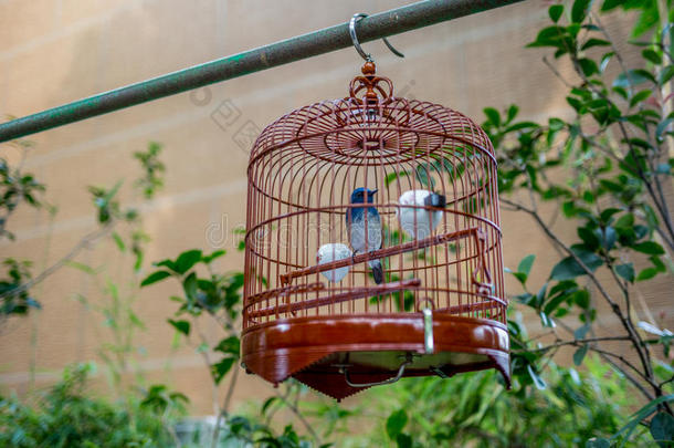 鸟笼里的鸟挂在鸟园-12