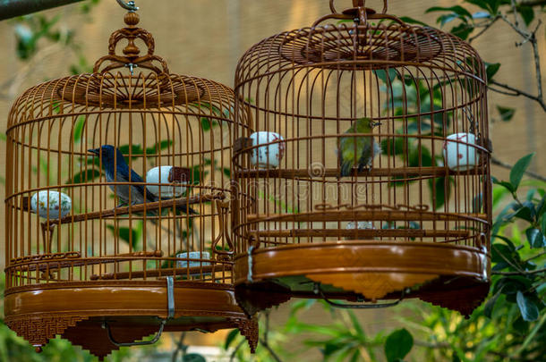鸟笼里的鸟挂在鸟园-11