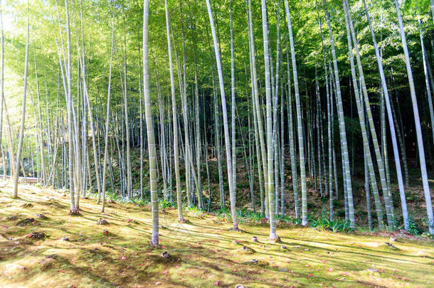 日本竹林，阿拉山