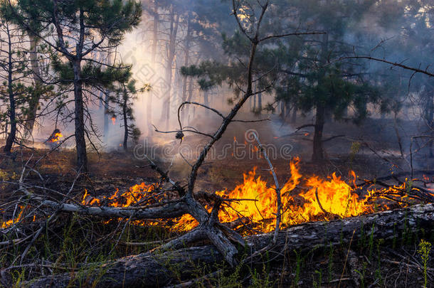 火灾和大量的烟雾，森林里的火灾干燥的夏天。