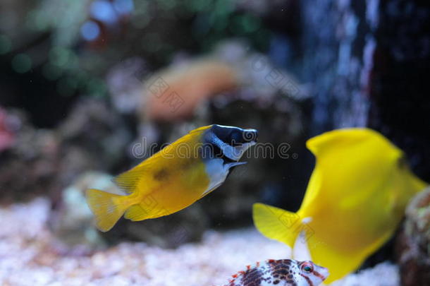 珊瑚礁水族馆鱼缸里的狐狸脸兔鱼