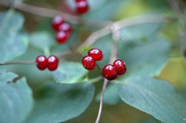 高山金银花（金银花）