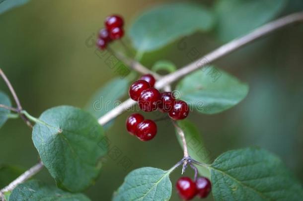 高山金银花（金银花）